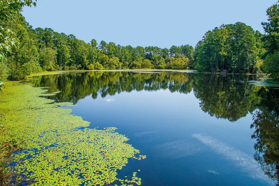 A calm tree lined lake on a clear day in Conway, South Carolina